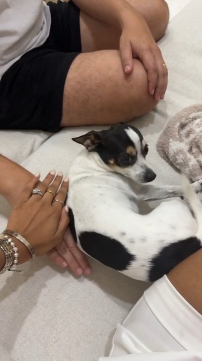 Dog's Adorable Response to Couple Stacking Their Hands - video Dailymotion