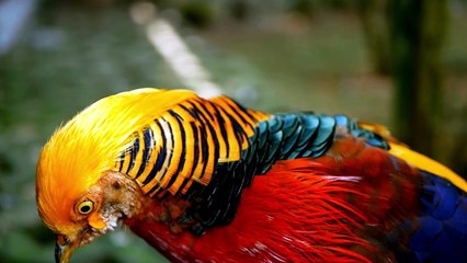 The Golden Pheasant: Close Up HD Footage (Chrysolophus pictus)