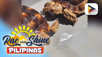 Pets' Day: Sulcata Tortoise