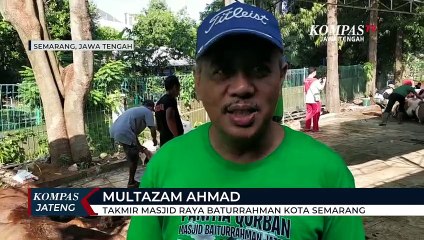 Butuh 15 Orang Taklukkan Sapi Jumbo Milik Presiden Jokowi