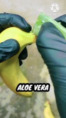 Banana trees growing