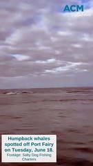 Humpback whales spotted off Port Fairy