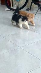 Furry Fun: Hilarious Cats Doing Real CatWalk