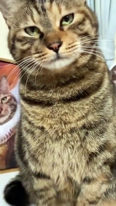 Furry Fun: Hilarious Animal Antics Cutie Cat I mean....