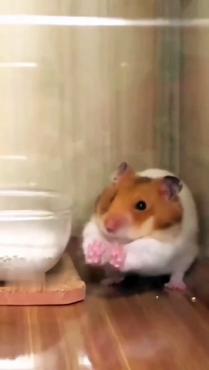 Cutie Rabbit Hamster Charge.