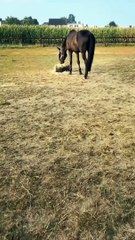 Furry Fun: I don't even know who was more frightened, the cat or the horse in this situation