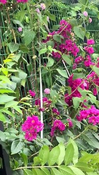 lưới thép hàng rào quán cafe - lưới rào thake Call/Zalo: 0785 568 858.