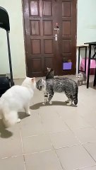 Furry Fun: Hilarious Animal Antics Peacemaker Cat