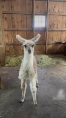 Adorable Llama Turk Gets Playful and Excited During a Blow-Drying Session 🦙
