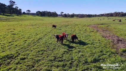 Forest Lodge , Wongwibinda, NSW | June 19, 2024 | Farmonline