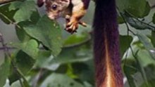 Indian giant squirrel Making a nest. (part 7)