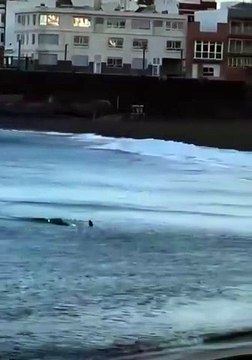 Canaries : les images terrifiantes d'un requin qui fonce sur des baigneurs (vidéo)