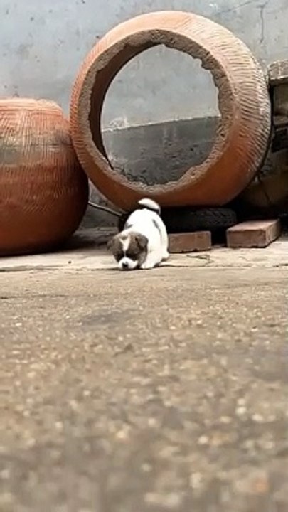 Dogs video......   ‍