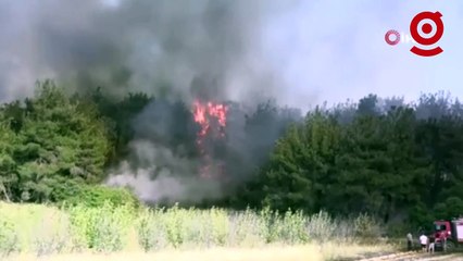 Çanakkale'deki orman yangını: 575 hektar alan yangından etkilendi