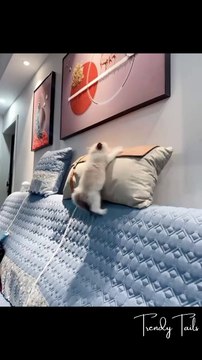 Kittens are Playing #cat #cats #catshorts #catvideos #catlovers #catlover #catsofinstagram #usacat