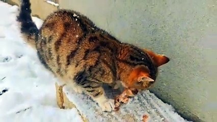 I gave cooked meat to a cute kitten (Winter season)