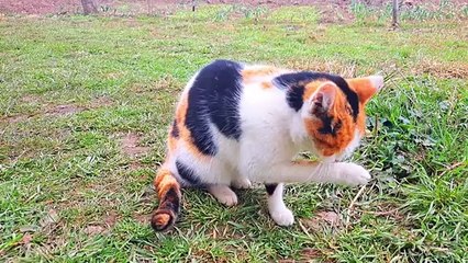 A cute colorful cat is cleaning its face with its hands.