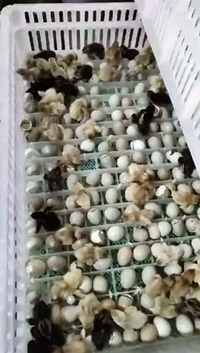 Livi Egg Incubator | Incubating Eggs | Chicken Baby | Chicks