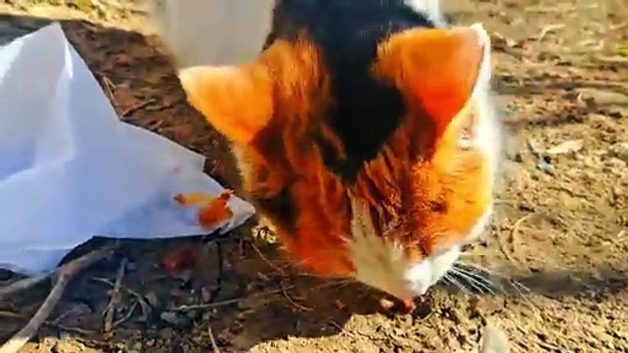 Colorful cute cat eating food.  This cat is very beautiful.