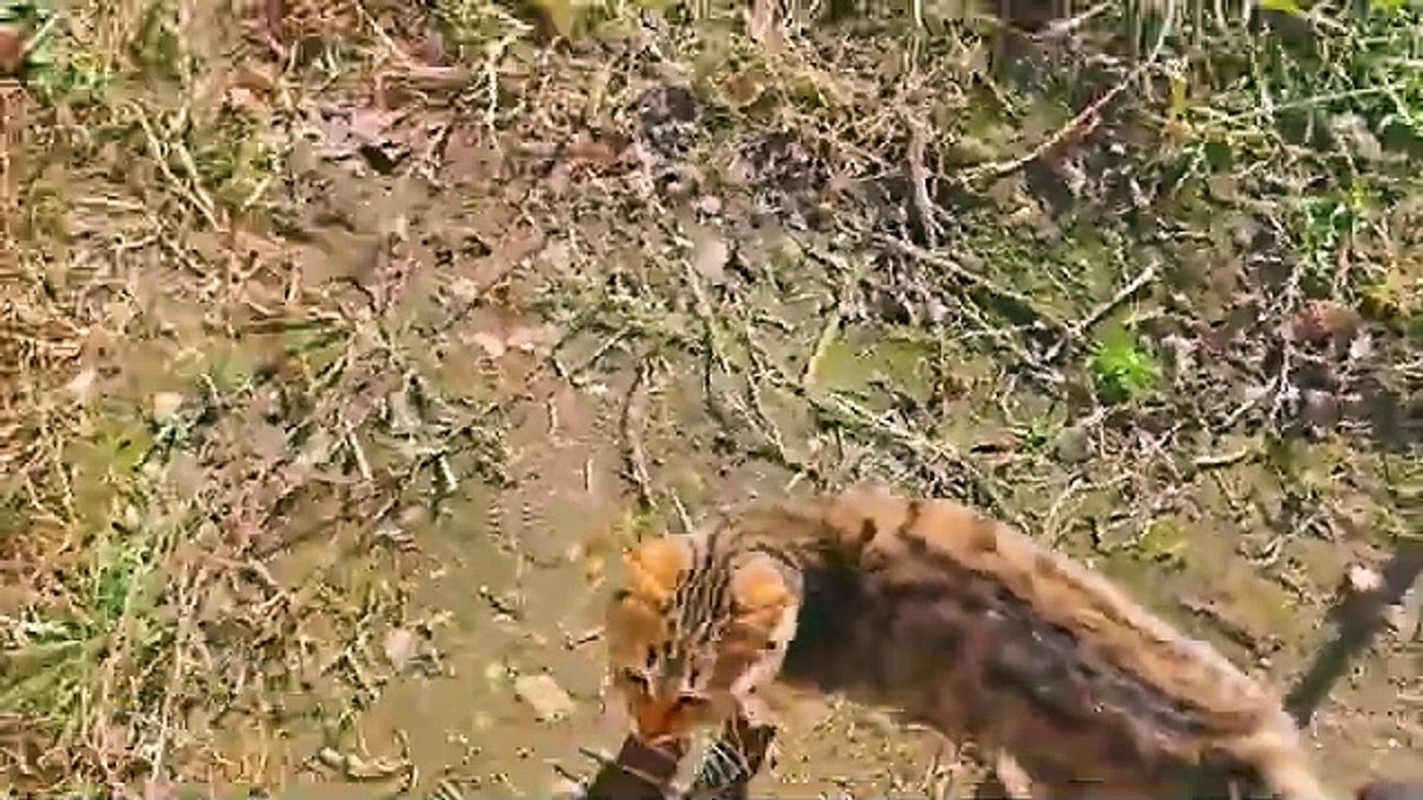 Cute and beautiful kitten. This kitten is a very beautiful.