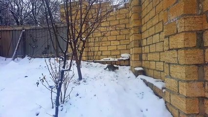 A kitten walking in the yard in snowy weather.
