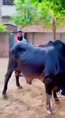 Bakra Eid Special Funny Videos