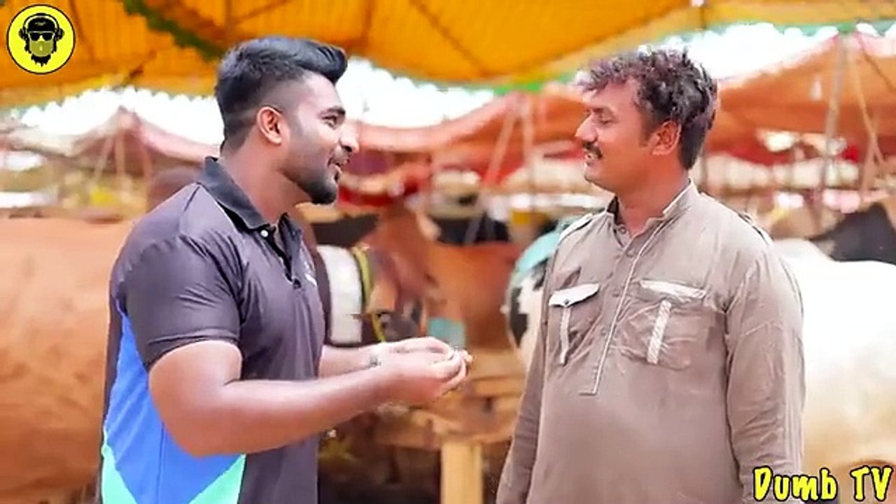 Biggest Cow Mandi