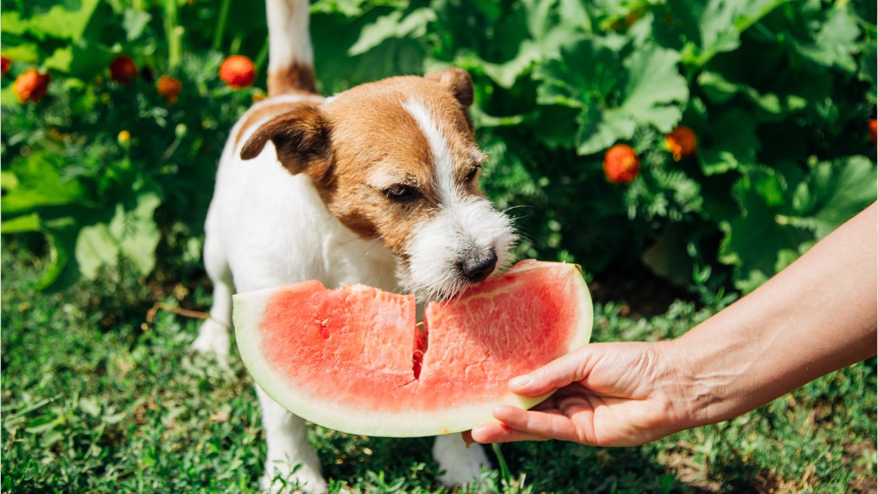 Darf ein Hund Wassermelone essen?