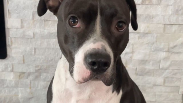 Perfect snack: Playful pup finds happiness in her snack time choices