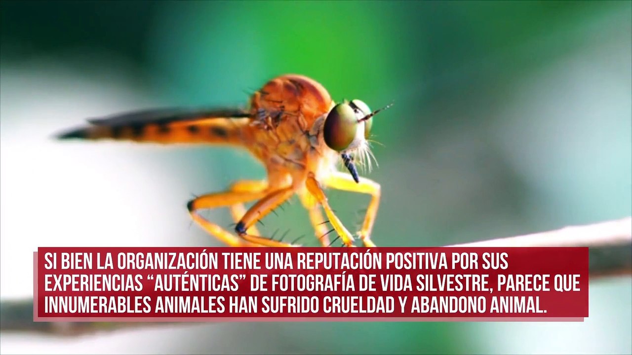 Piden ayuda para revocar la licencia a una granja que permite las fotografías de vida silvestre
