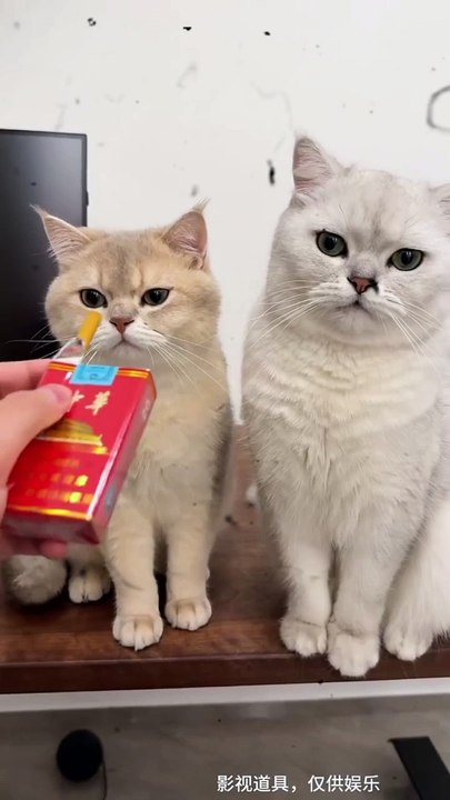 Cat smoking #viral short