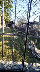 big white tiger #shorts #viral #trending #foryou #tiktok #delicious #gaming #reels#dailymotion #France #Pakistan #Algeria #India #USA #Iran #entertainment #tour #fun