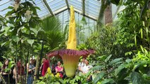 Rare giant 'corpse flower' blooms at London's Kew Gardens