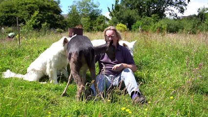 Fawn hand-reared by family - and becomes best friend to two dogs