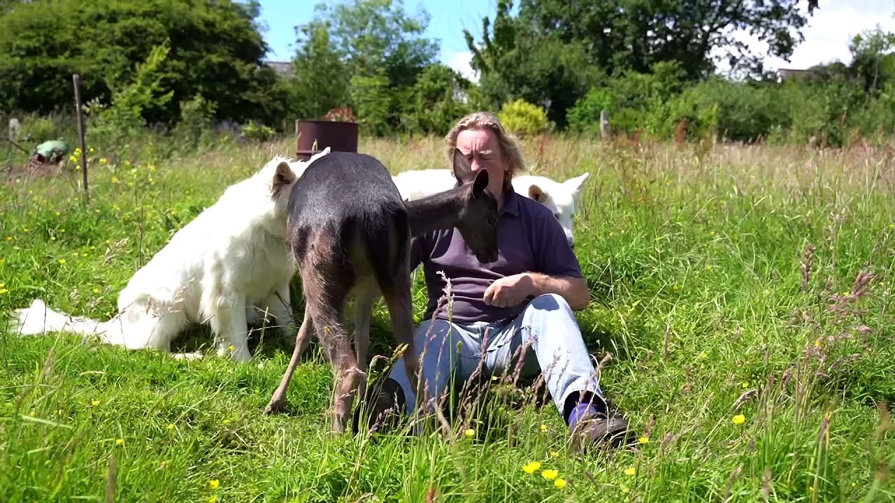 Fawn hand-reared by family - and becomes best friend to two dogs ...