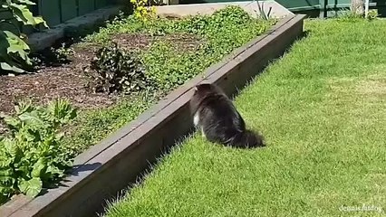 Can't stop laughing  Cat's cute