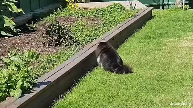 Can't stop laughing Cat's cute