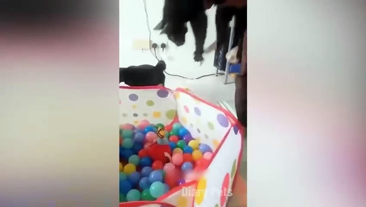 New funny cats  and dogs  moments