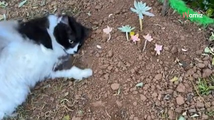 2,3 millions de personnes ont le coeur brisé en voyant un chat gratter le sol de la tombe de son ‘frère’ (Vidéo)