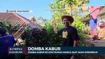 Domba Kabur Ke Atap Rumah Warga Saat Akan Disembelih