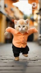"Adorable Kitty Cat Shows Off Hilarious Dance Moves!"