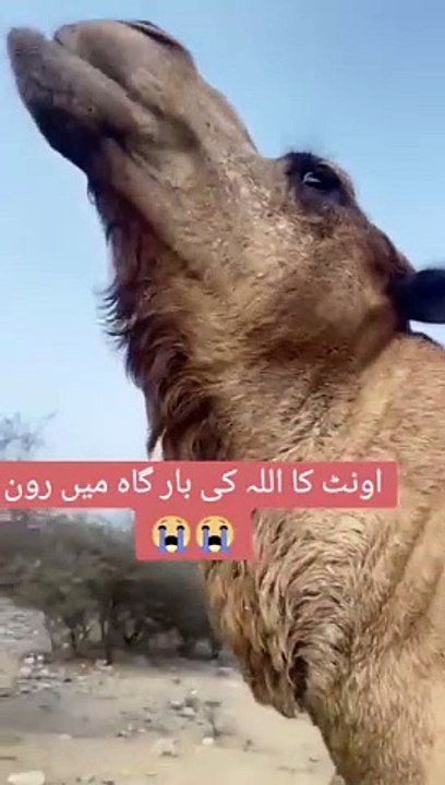 Facebook Video423