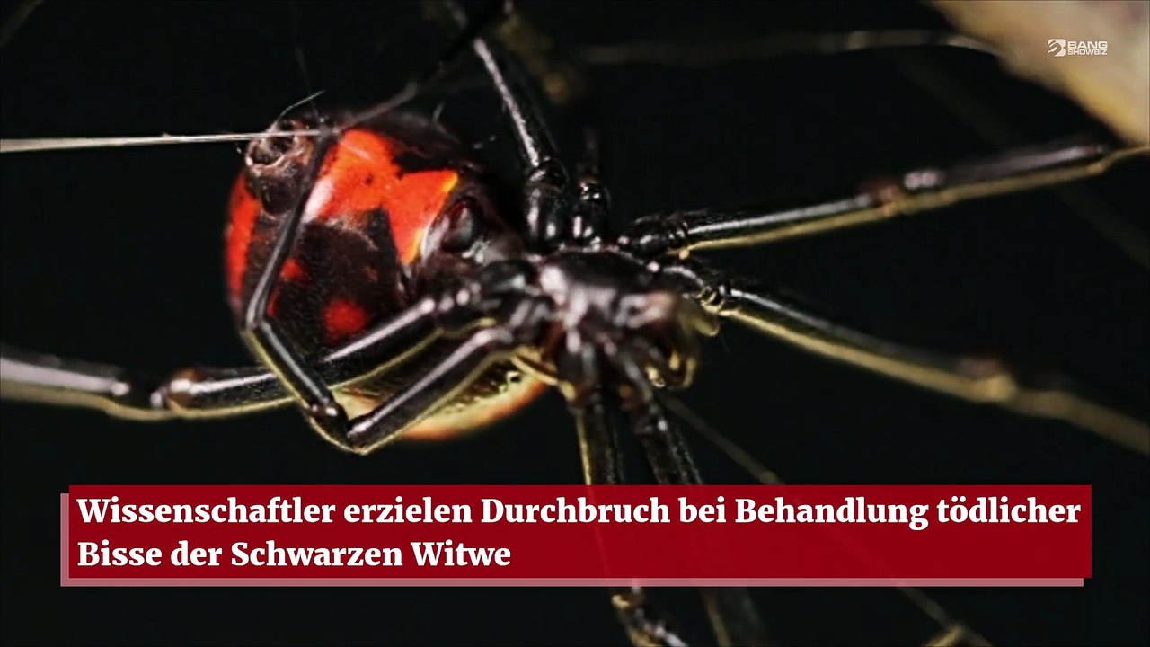 Wissenschaftler erzielen Durchbruch bei Behandlung tödlicher Bisse der Schwarzen Witwe