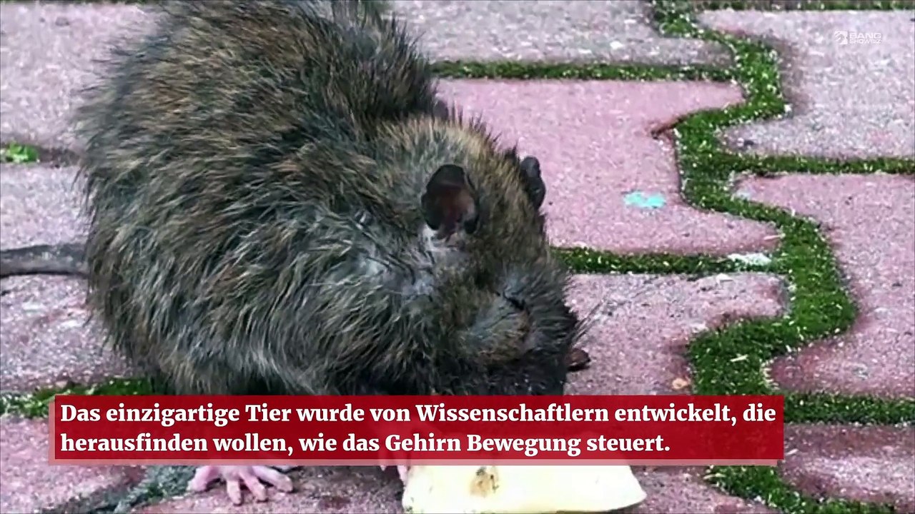 Virtuelle Ratten können Geheimnisse der Gehirnfunktion entschlüsseln