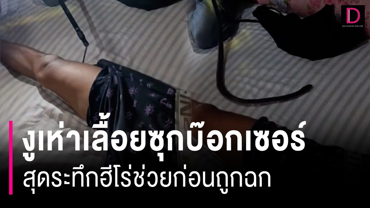 เขย่าขวัญ! งูเห่าเลื้อยซุกบ๊อกเซอร์หนุ่ม สุดระทึกฮีโร่ช่วยก่อนถูกฉก | HOTSHOT เดลินิวส์ 19/06/67