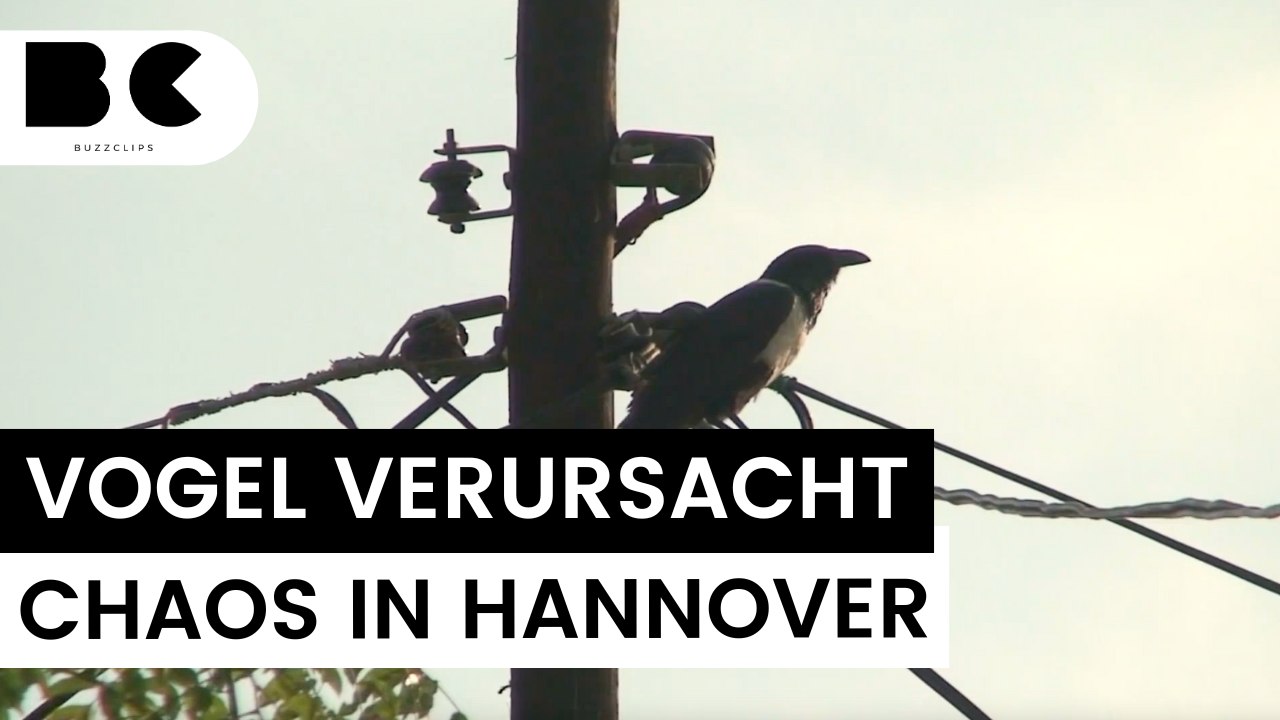 Vogel legt S-Bahn-Verkehr in Hannover lahm!