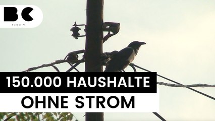 Vogel löst Stromausfall und S-Bahn-Chaos in Hannover aus