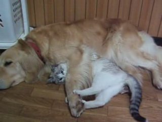 Ana, Belinha e Lili  a paciencia do golden.