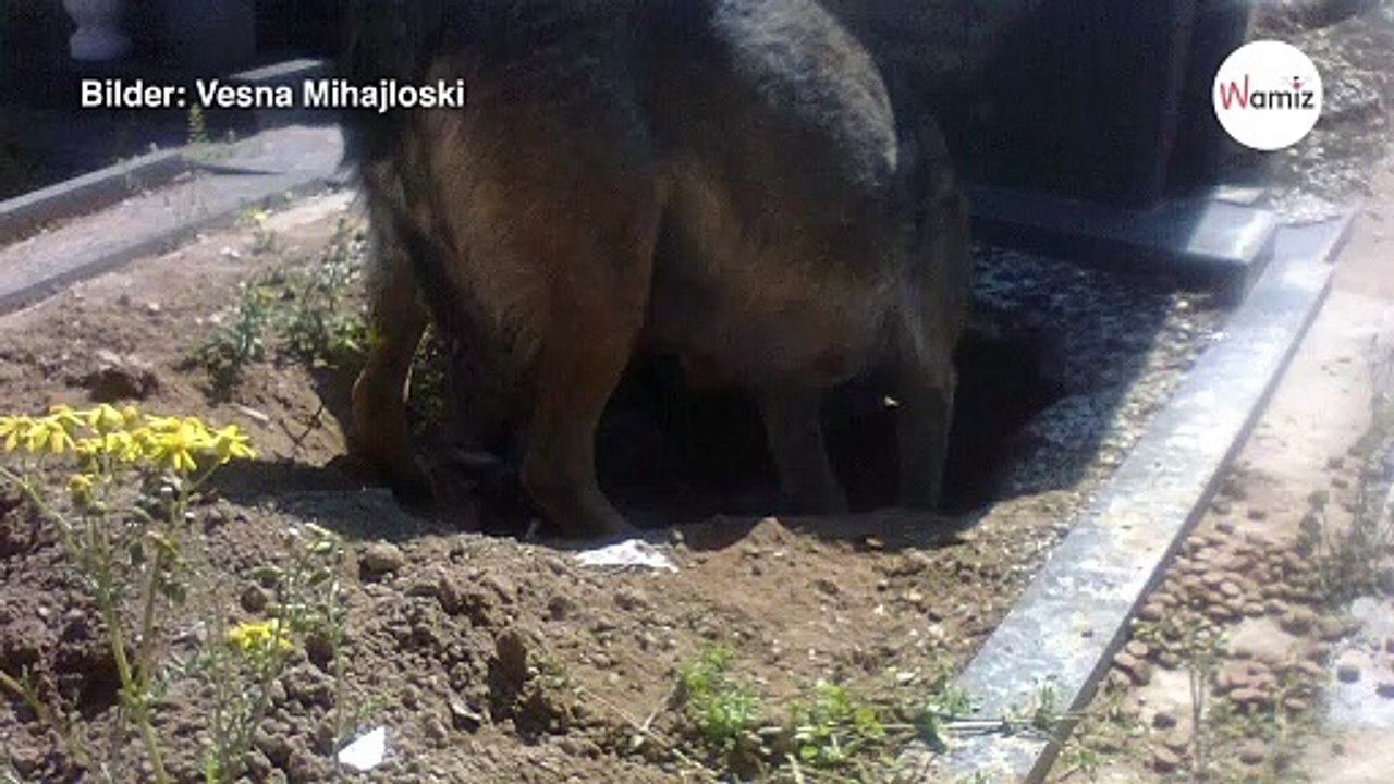 Schäferhund liegt auf dem Grab seines Herrchens: PLÖTZLICH buddelt er los...