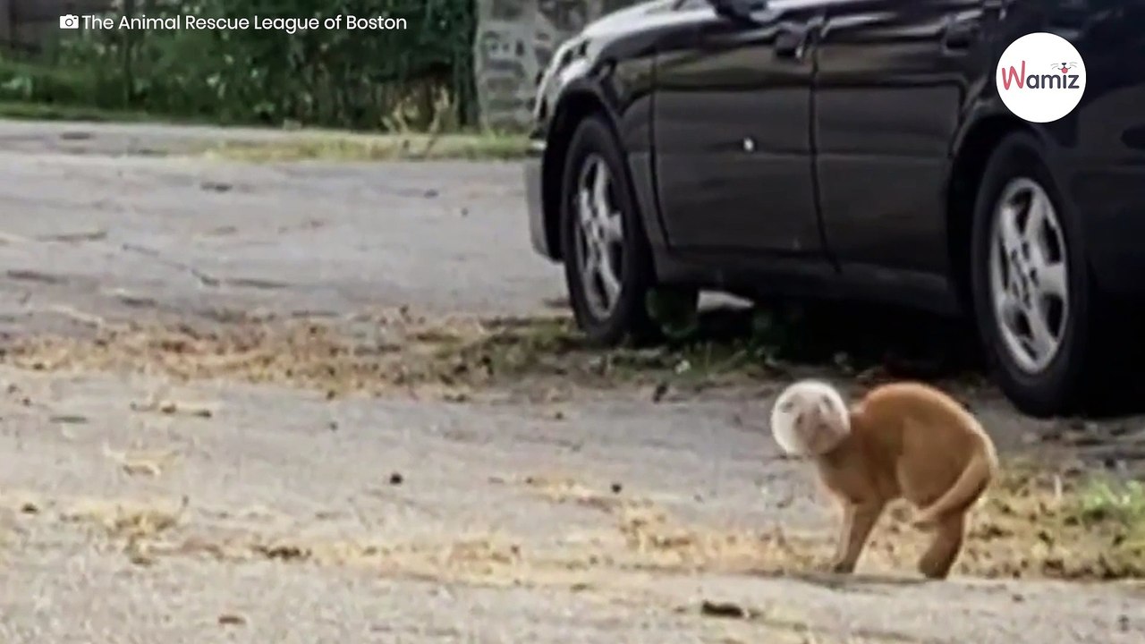 Frau sieht seltsame Katze neben dem Auto, nähert sich und traut ihren Augen nicht (Video)